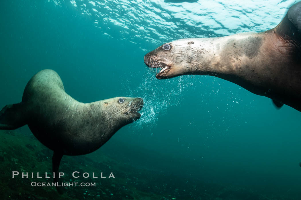 Steller sea lions underwater, juveniles mock sparring, Norris Rocks, Hornby Island, British Columbia, Canada., Eumetopias jubatus, natural history stock photograph, photo id 36099