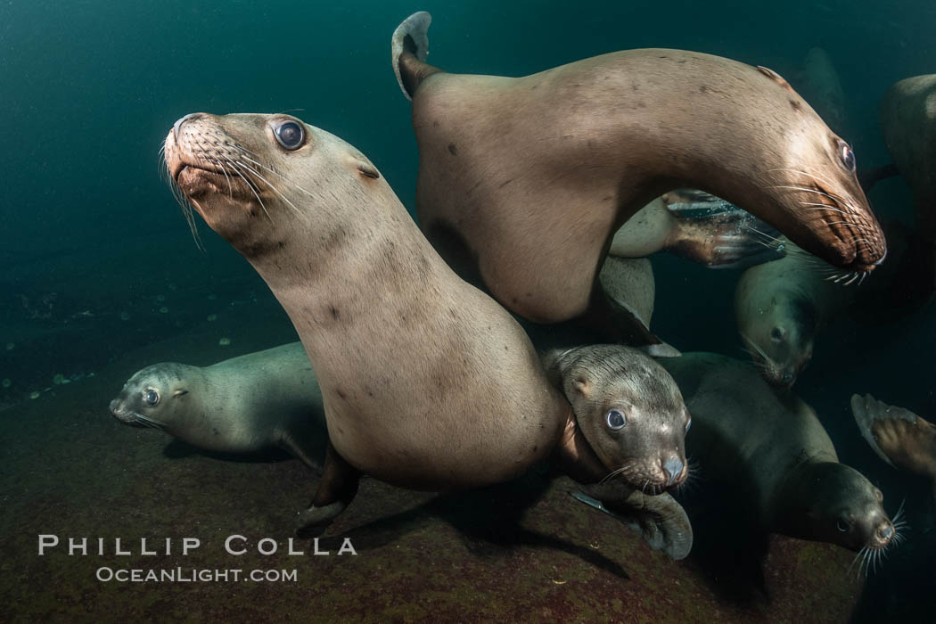 Steller sea lions underwater, Norris Rocks, Hornby Island, British Columbia, Canada., Eumetopias jubatus, natural history stock photograph, photo id 36103