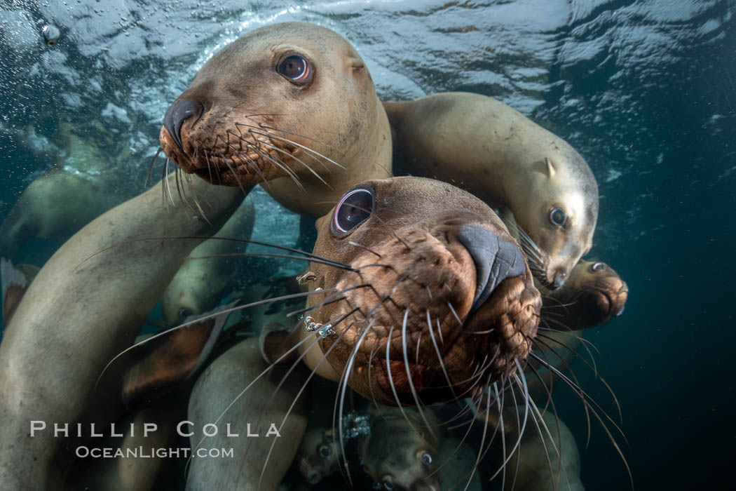 Steller sea lions underwater, Norris Rocks, Hornby Island, British Columbia, Canada., Eumetopias jubatus, natural history stock photograph, photo id 36107