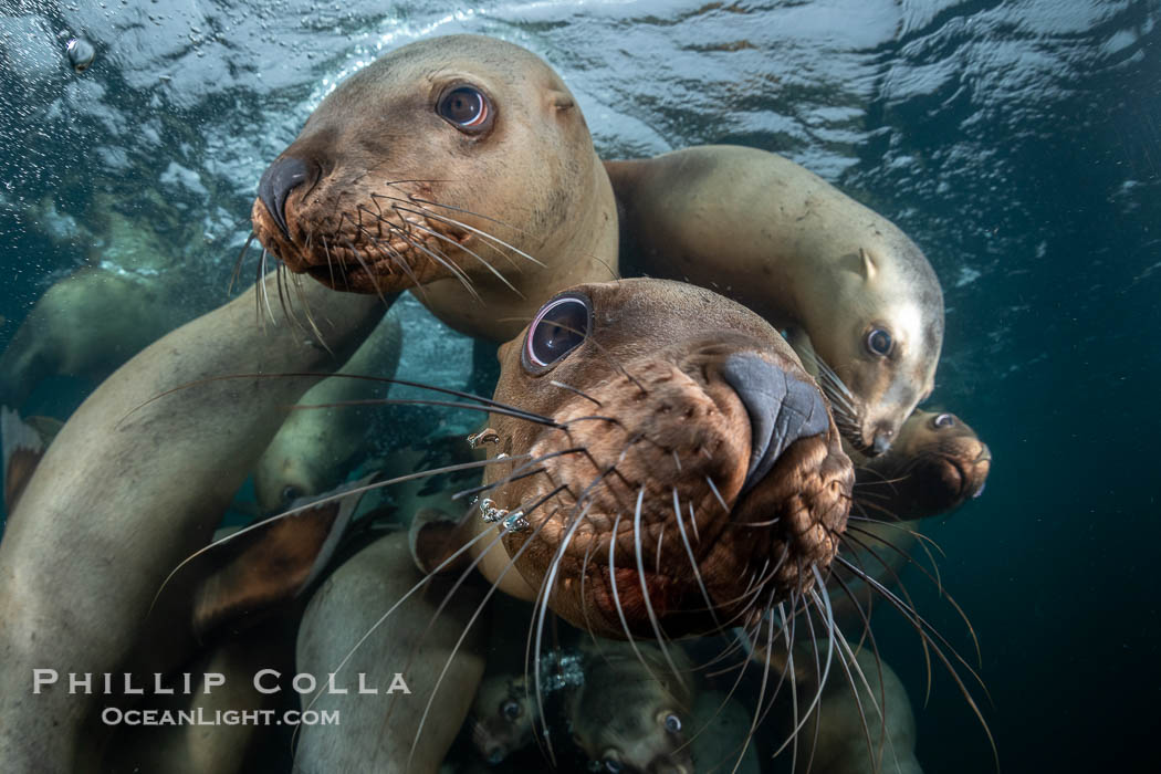 Steller sea lions underwater, Norris Rocks, Hornby Island, British Columbia, Canada., Eumetopias jubatus, natural history stock photograph, photo id 36107
