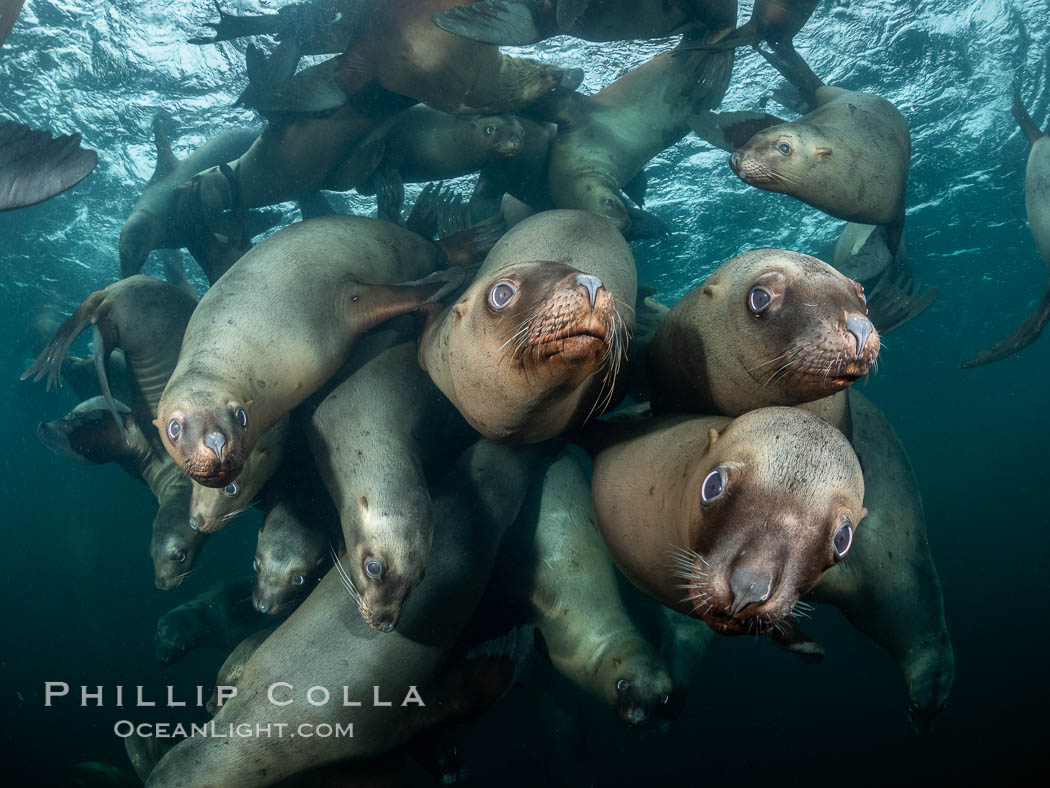 Steller sea lions underwater, Norris Rocks, Hornby Island, British Columbia, Canada, Eumetopias jubatus