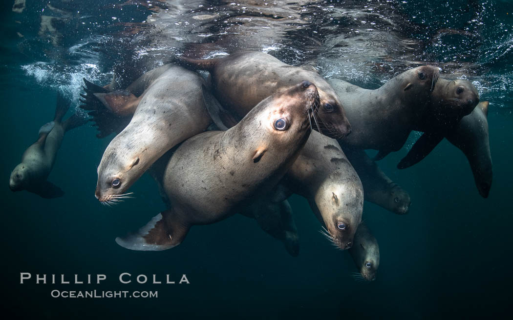 Steller sea lions underwater, Norris Rocks, Hornby Island, British Columbia, Canada, Eumetopias jubatus