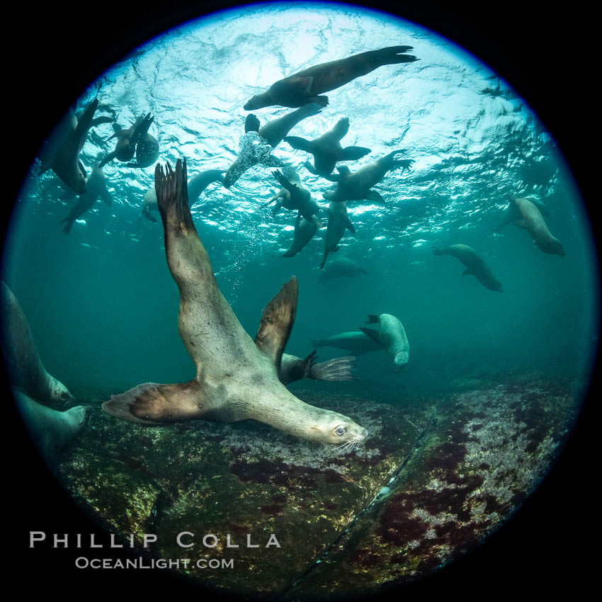 Steller sea lions underwater, Norris Rocks, Hornby Island, British Columbia, Canada., Eumetopias jubatus, natural history stock photograph, photo id 36061