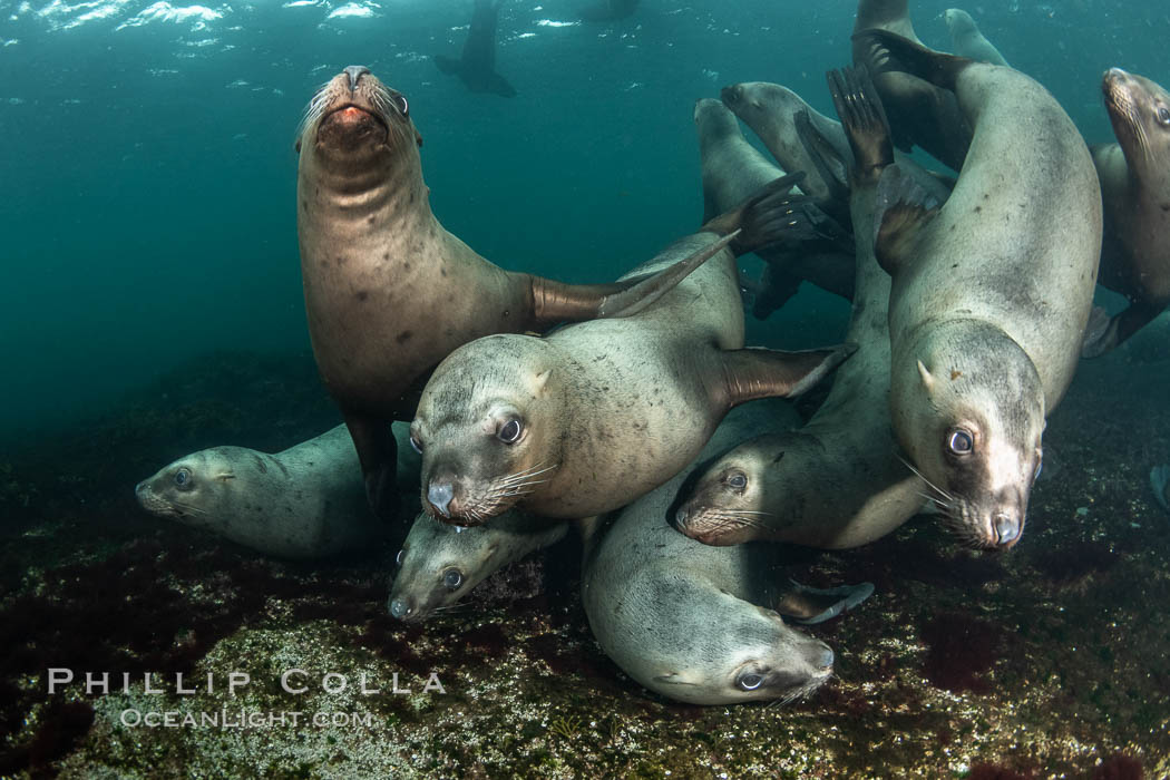 Steller sea lions underwater, Norris Rocks, Hornby Island, British Columbia, Canada., Eumetopias jubatus, natural history stock photograph, photo id 36089