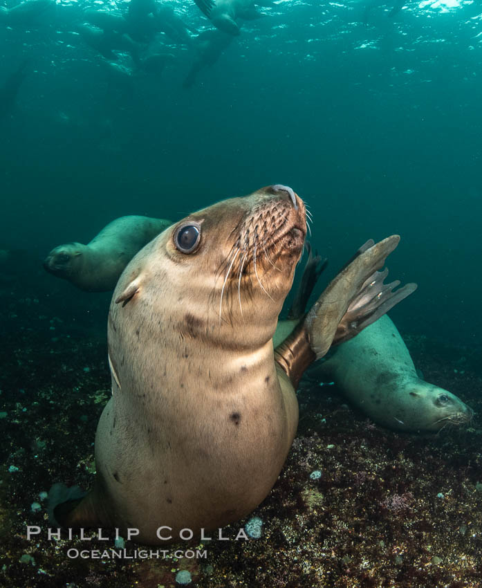 Steller sea lions underwater, Norris Rocks, Hornby Island, British Columbia, Canada., Eumetopias jubatus, natural history stock photograph, photo id 36093