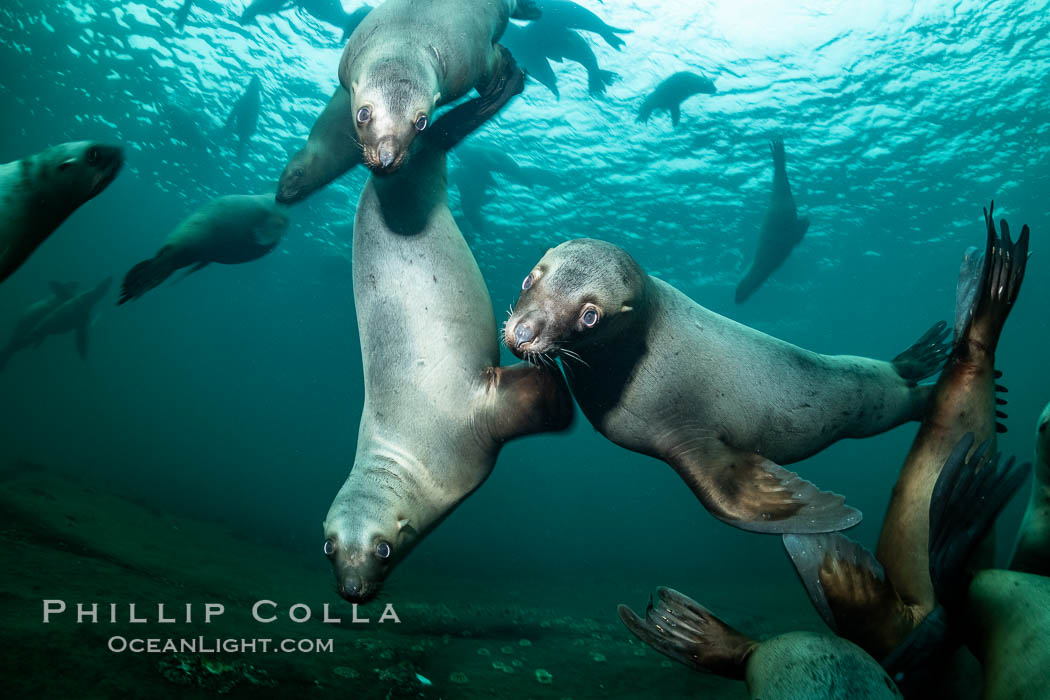 Steller sea lions underwater, Norris Rocks, Hornby Island, British Columbia, Canada., Eumetopias jubatus, natural history stock photograph, photo id 36101