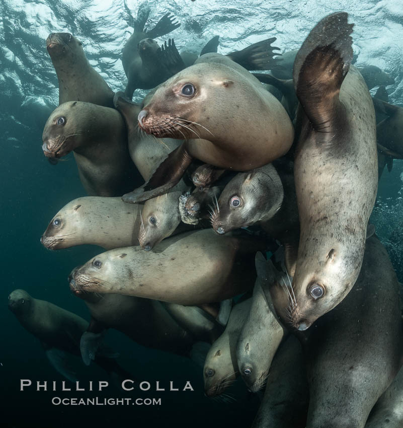 Steller sea lions underwater, Norris Rocks, Hornby Island, British Columbia, Canada., Eumetopias jubatus, natural history stock photograph, photo id 36105