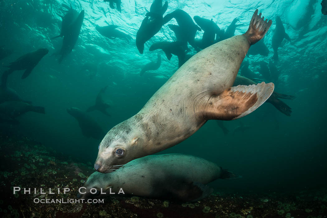 Steller sea lions underwater, Norris Rocks, Hornby Island, British Columbia, Canada., Eumetopias jubatus, natural history stock photograph, photo id 32678