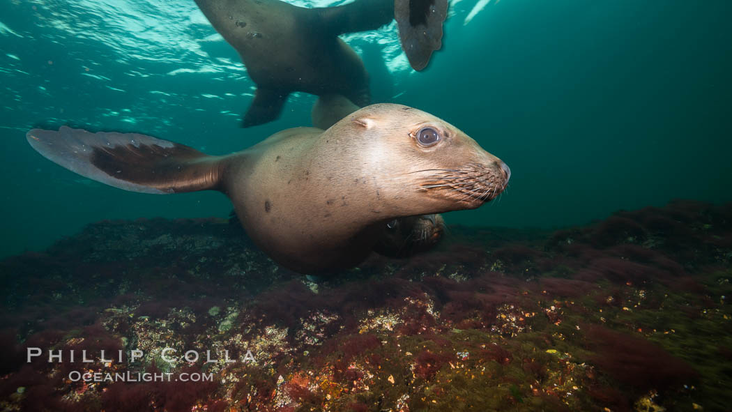 Steller sea lions underwater, Norris Rocks, Hornby Island, British Columbia, Canada., Eumetopias jubatus, natural history stock photograph, photo id 32698