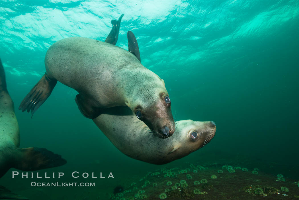 Steller sea lions underwater, Norris Rocks, Hornby Island, British Columbia, Canada., Eumetopias jubatus, natural history stock photograph, photo id 32758