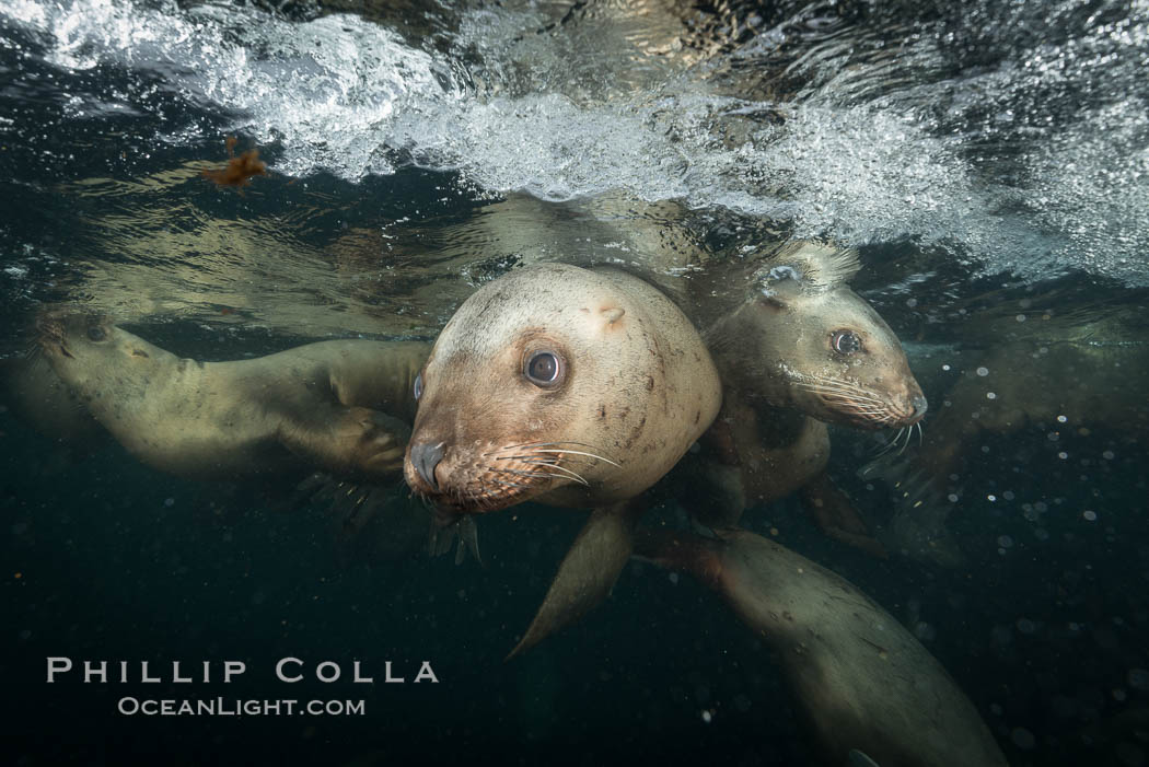 Steller sea lions underwater, Norris Rocks, Hornby Island, British Columbia, Canada., Eumetopias jubatus, natural history stock photograph, photo id 32762