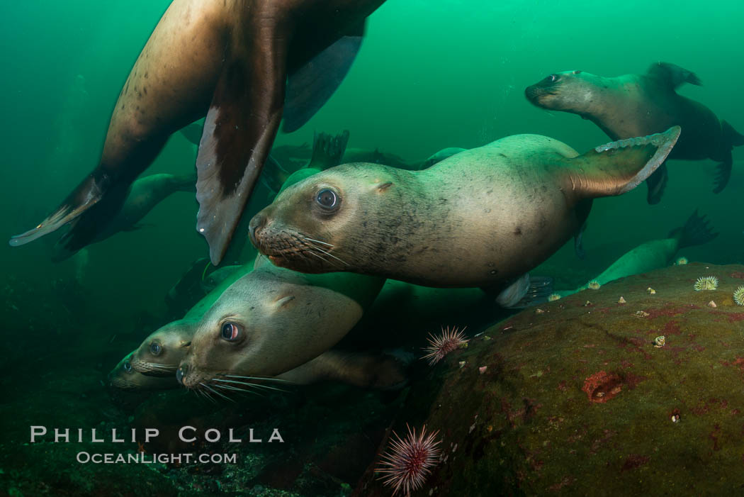 Steller sea lions underwater, Norris Rocks, Hornby Island, British Columbia, Canada., Eumetopias jubatus, natural history stock photograph, photo id 32778