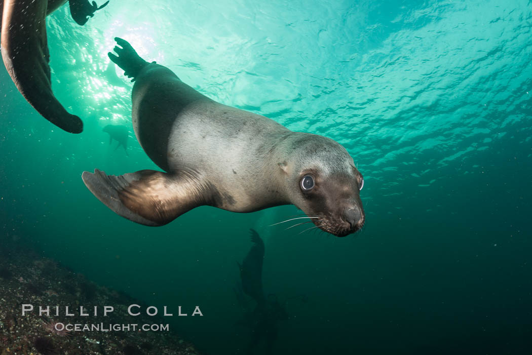 Steller sea lions underwater, Norris Rocks, Hornby Island, British Columbia, Canada., Eumetopias jubatus, natural history stock photograph, photo id 32782