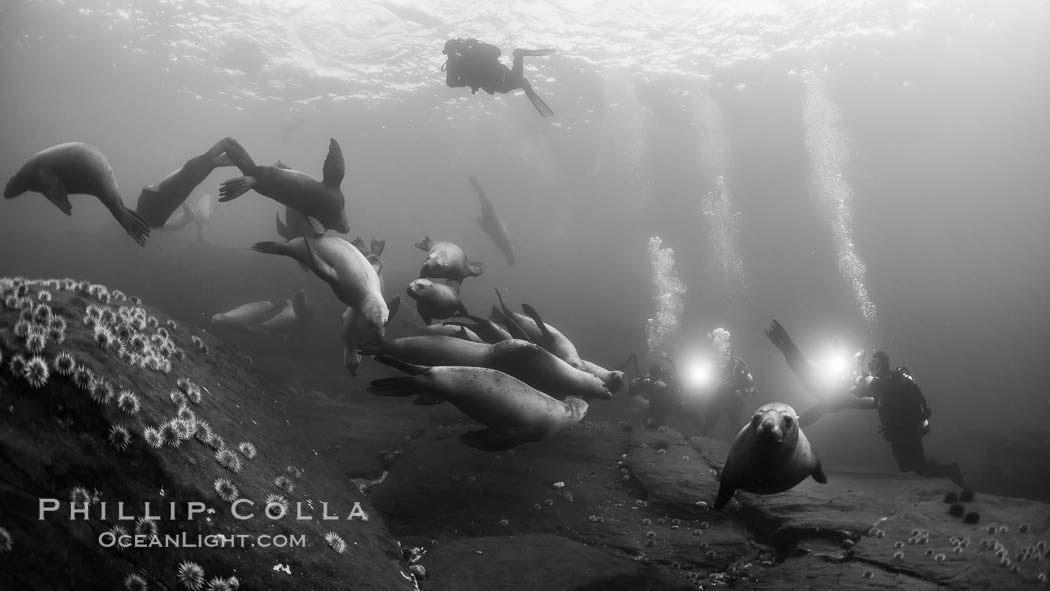 Steller sea lions underwater, black and white, Norris Rocks, Hornby Island, British Columbia, Canada, Eumetopias jubatus