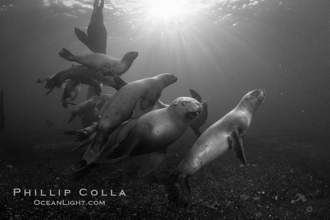 Steller sea lions underwater, black and white, Norris Rocks, Hornby Island, British Columbia, Canada., Eumetopias jubatus, natural history stock photograph, photo id 32806