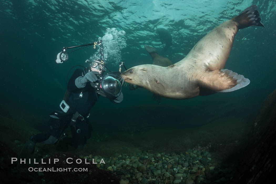 Steller sea lions underwater, Norris Rocks, Hornby Island, British Columbia, Canada., Eumetopias jubatus, natural history stock photograph, photo id 32728