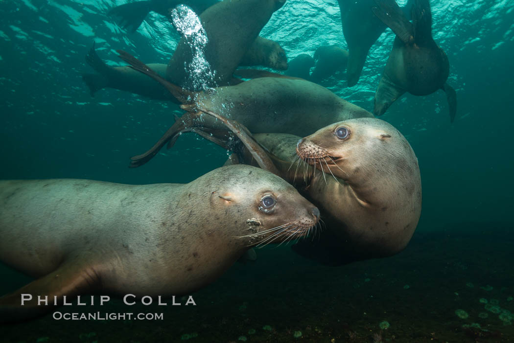 Steller sea lions underwater, Norris Rocks, Hornby Island, British Columbia, Canada., Eumetopias jubatus, natural history stock photograph, photo id 32740