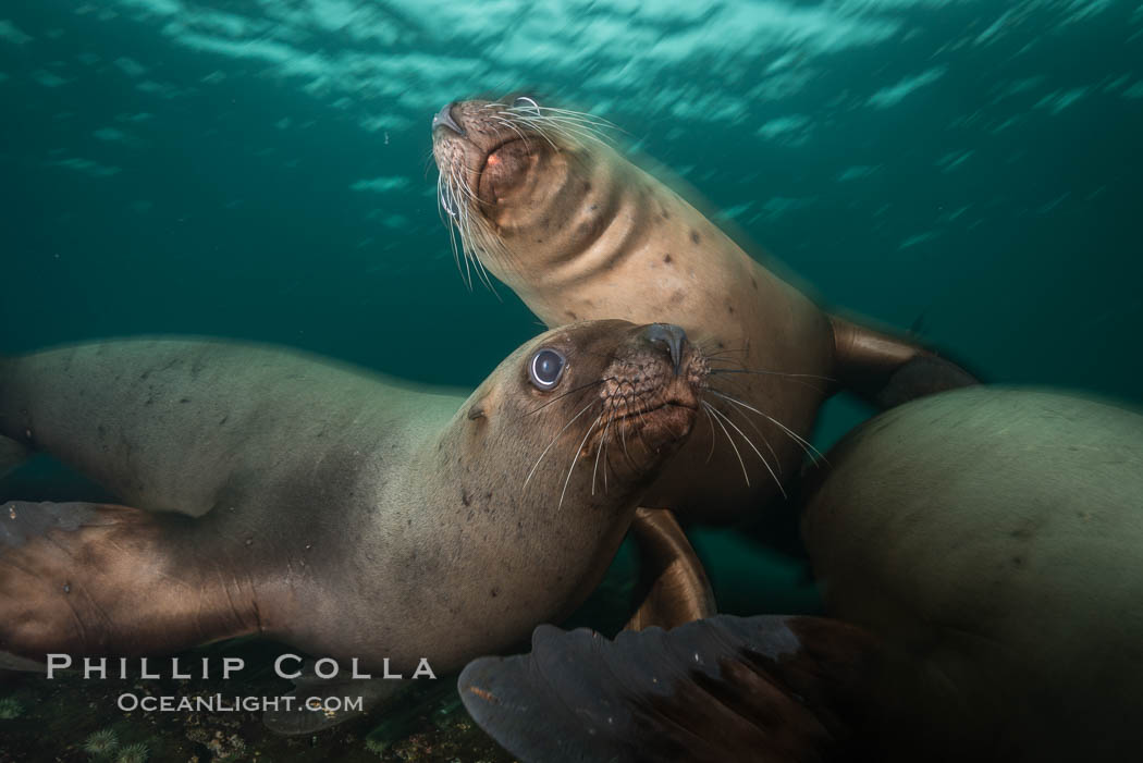 Steller sea lions underwater, Norris Rocks, Hornby Island, British Columbia, Canada., Eumetopias jubatus, natural history stock photograph, photo id 32744