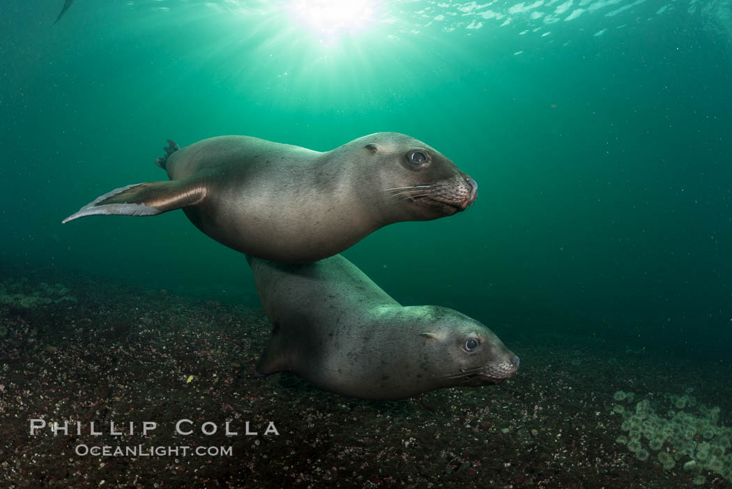 Steller sea lions underwater, Norris Rocks, Hornby Island, British Columbia, Canada., Eumetopias jubatus, natural history stock photograph, photo id 32784
