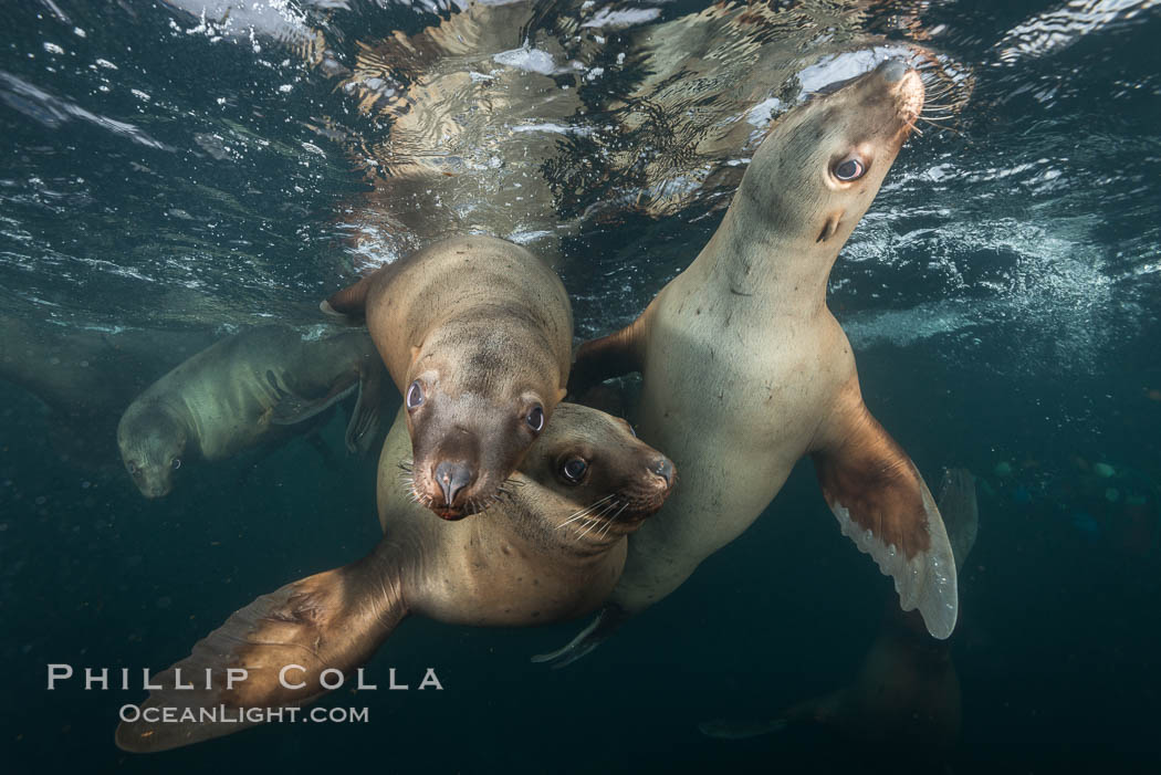 Steller sea lions underwater, Norris Rocks, Hornby Island, British Columbia, Canada., Eumetopias jubatus, natural history stock photograph, photo id 32727