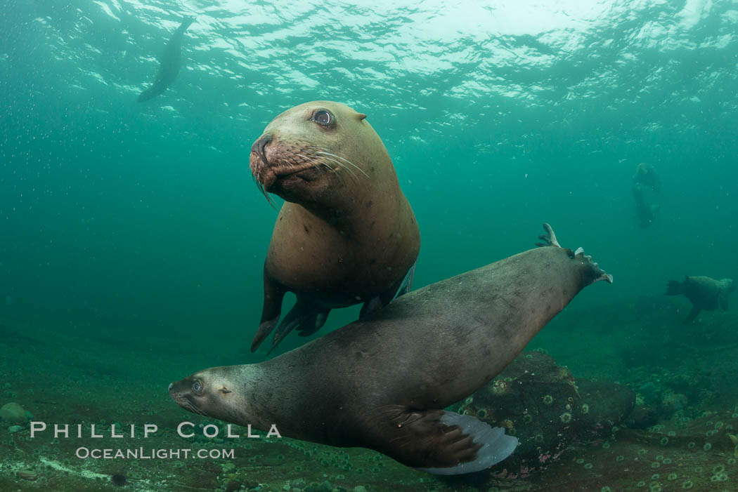 Steller sea lions underwater, Norris Rocks, Hornby Island, British Columbia, Canada., Eumetopias jubatus, natural history stock photograph, photo id 32735