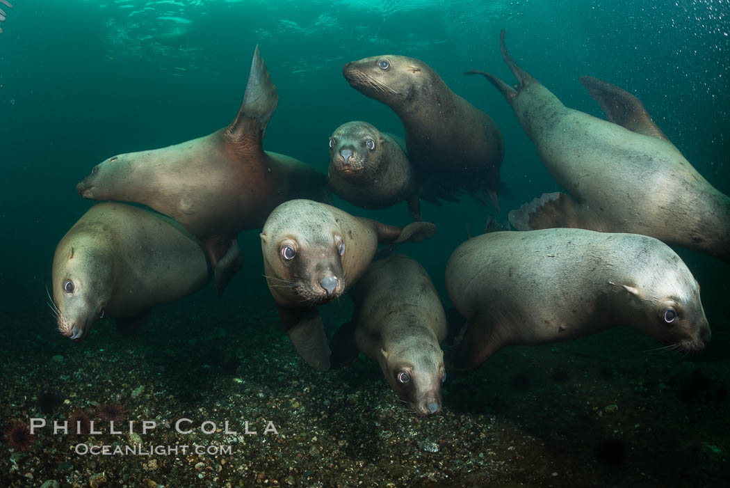 Steller sea lions underwater, Norris Rocks, Hornby Island, British Columbia, Canada., Eumetopias jubatus, natural history stock photograph, photo id 32739
