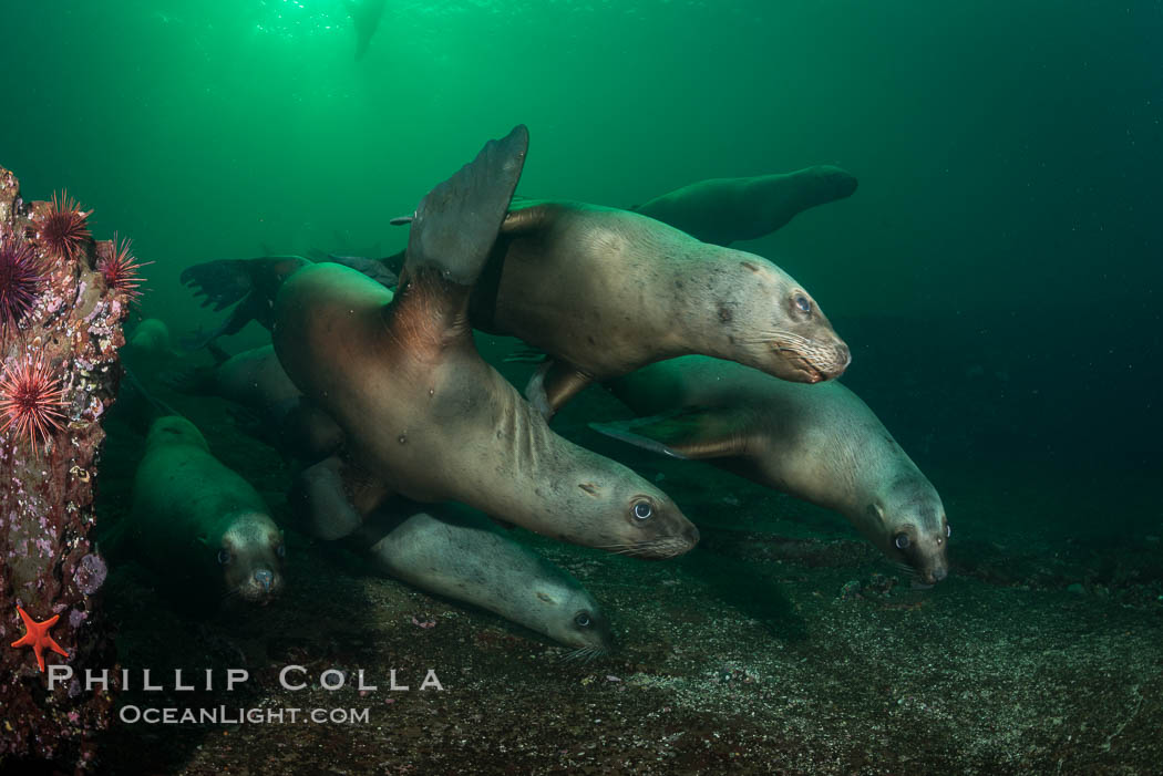 Steller sea lions underwater, Norris Rocks, Hornby Island, British Columbia, Canada., Eumetopias jubatus, natural history stock photograph, photo id 32779