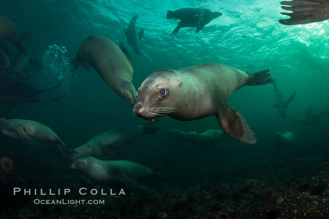 Steller sea lions underwater, Norris Rocks, Hornby Island, British Columbia, Canada., Eumetopias jubatus, natural history stock photograph, photo id 32783
