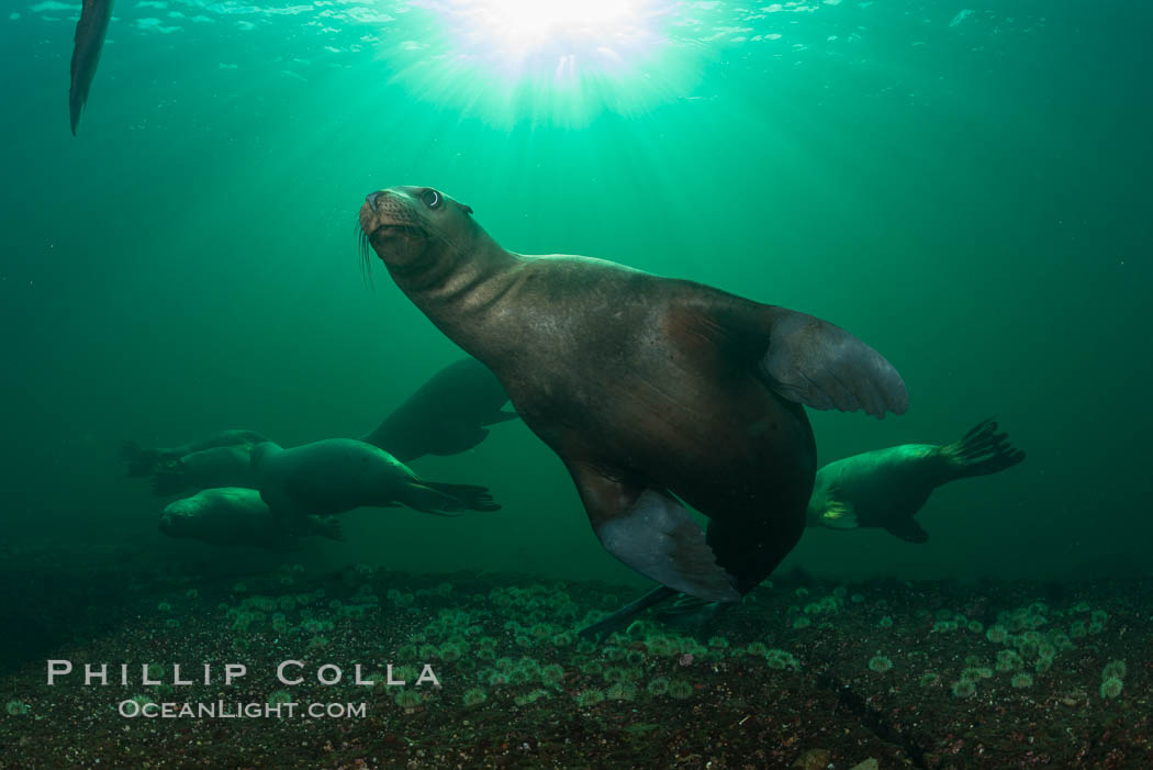 Steller sea lions underwater, Norris Rocks, Hornby Island, British Columbia, Canada., Eumetopias jubatus, natural history stock photograph, photo id 32787