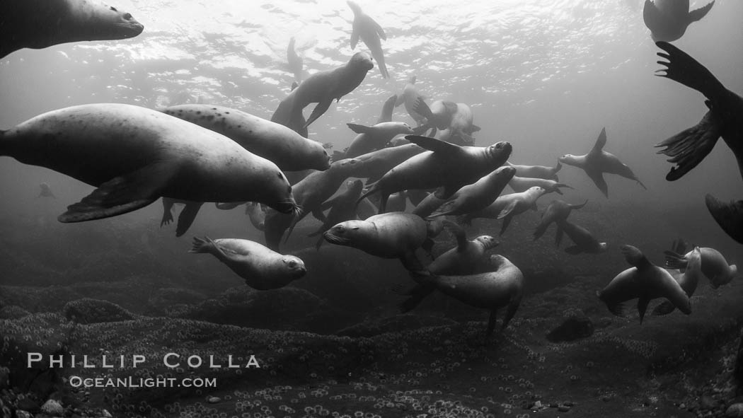 Steller sea lions underwater, black and white, Norris Rocks, Hornby Island, British Columbia, Canada., Eumetopias jubatus, natural history stock photograph, photo id 32807