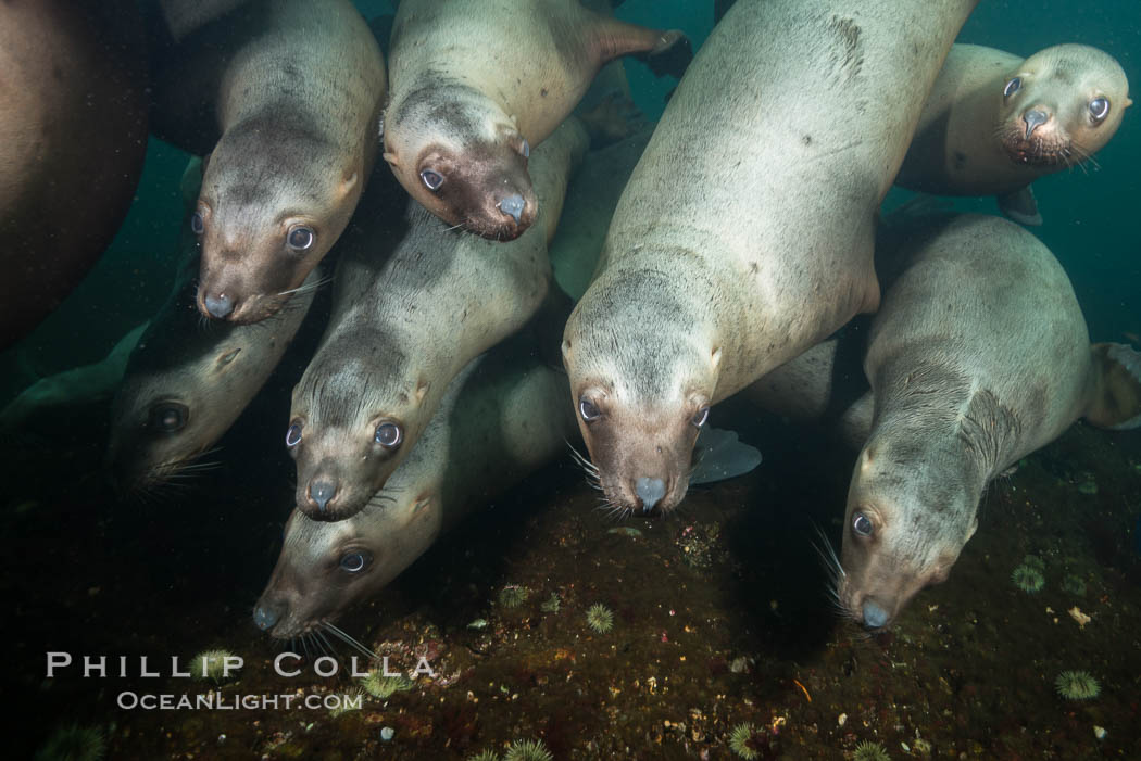 Steller sea lions underwater, Norris Rocks, Hornby Island, British Columbia, Canada., Eumetopias jubatus, natural history stock photograph, photo id 32673