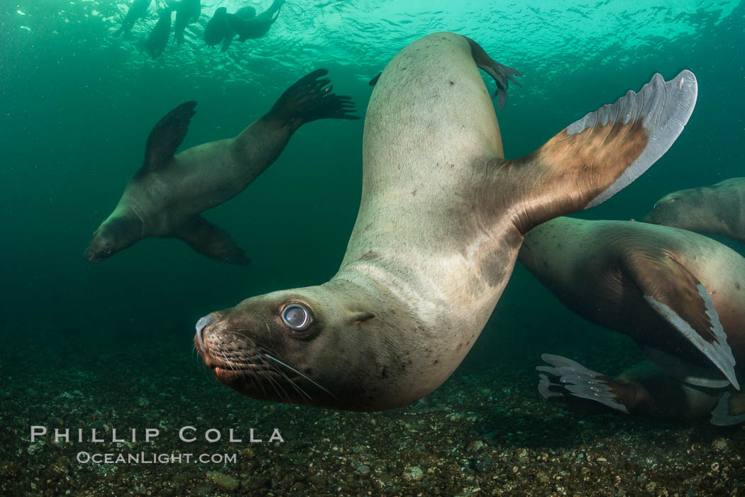 Steller sea lions underwater, Norris Rocks, Hornby Island, British Columbia, Canada., Eumetopias jubatus, natural history stock photograph, photo id 32681