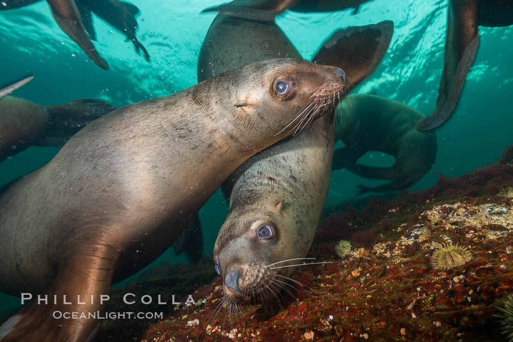 Steller sea lions underwater, Norris Rocks, Hornby Island, British Columbia, Canada., Eumetopias jubatus, natural history stock photograph, photo id 32697