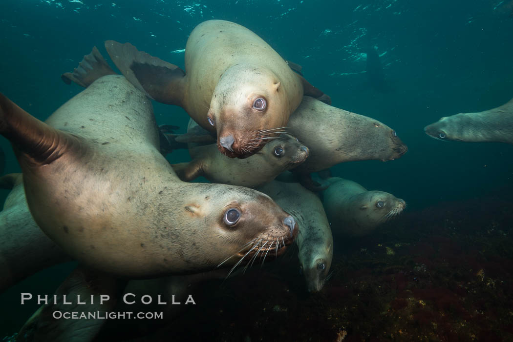 Steller sea lions underwater, Norris Rocks, Hornby Island, British Columbia, Canada., Eumetopias jubatus, natural history stock photograph, photo id 32705