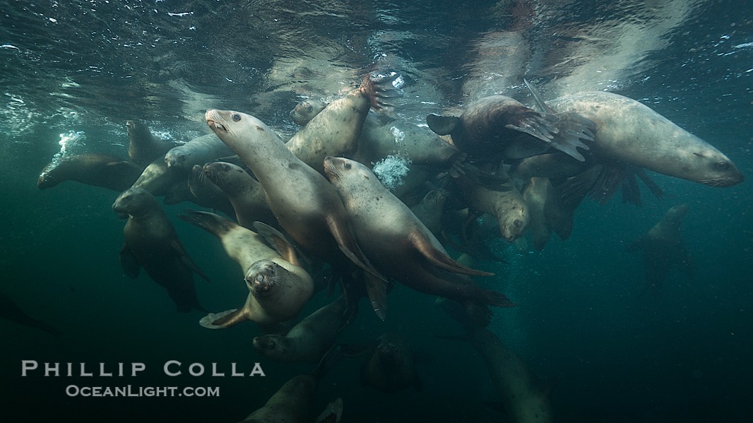 Steller sea lions underwater, Norris Rocks, Hornby Island, British Columbia, Canada., Eumetopias jubatus, natural history stock photograph, photo id 32717