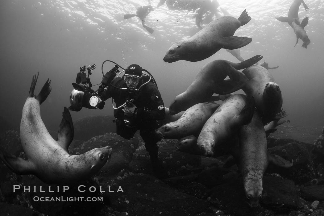 Diver with Steller sea lions, black and white, Norris Rocks, Hornby Island, British Columbia, Canada, Eumetopias jubatus