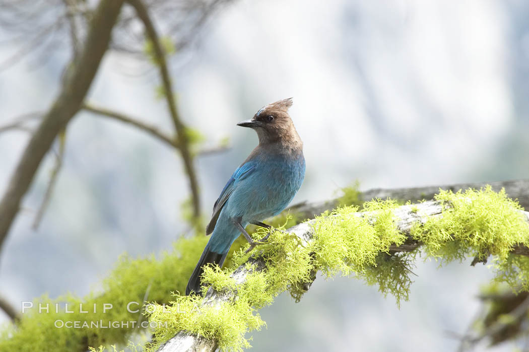 Stellers jay, also known as blue jay. Yosemite National Park, California, USA, Cyanocitta stelleri, natural history stock photograph, photo id 12662