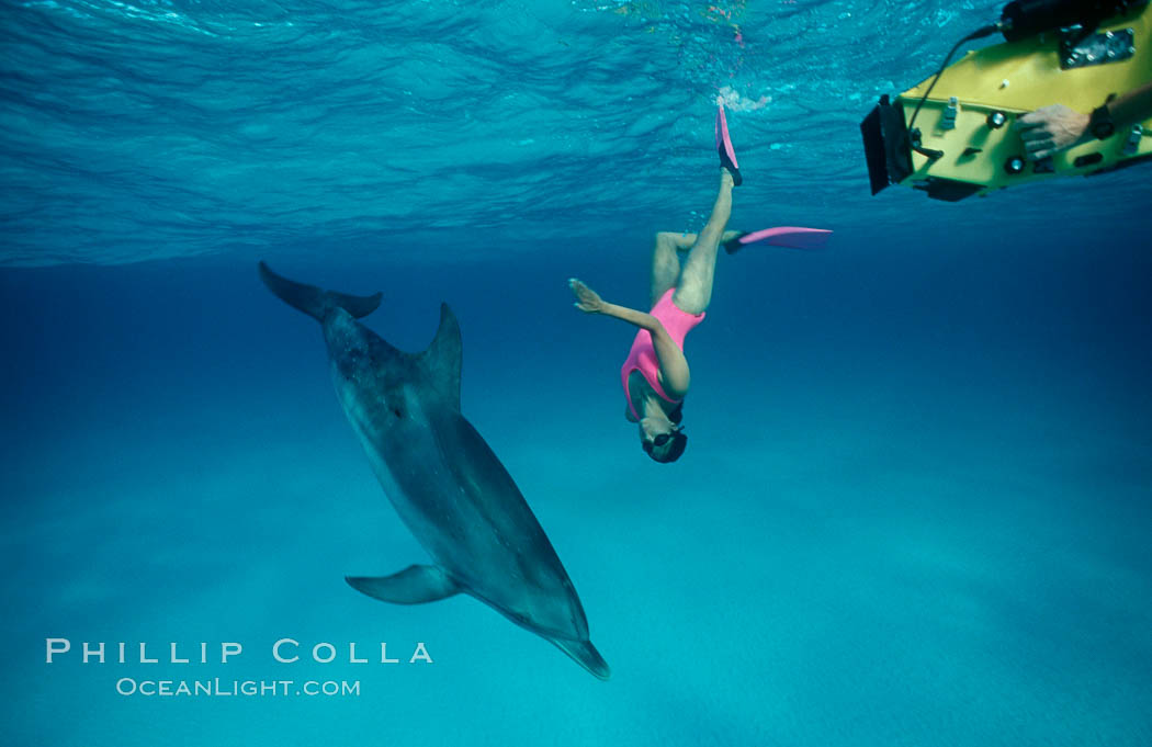 Atlantic spotted dolphin, Olympic swimmer Mikako Kotani, videographer Tom Fitz. Bahamas, Stenella frontalis, natural history stock photograph, photo id 00014