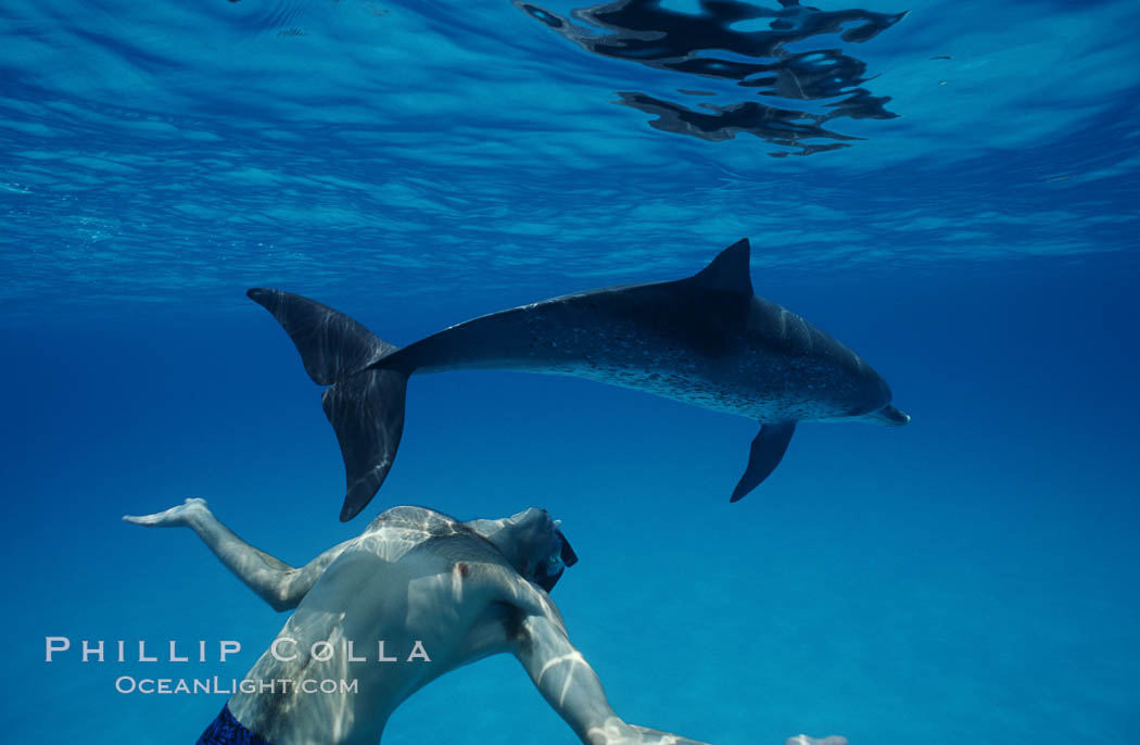 Atlantic spotted dolphin, Olympic swimmer Matt Biondi. Bahamas, Stenella frontalis, natural history stock photograph, photo id 00662