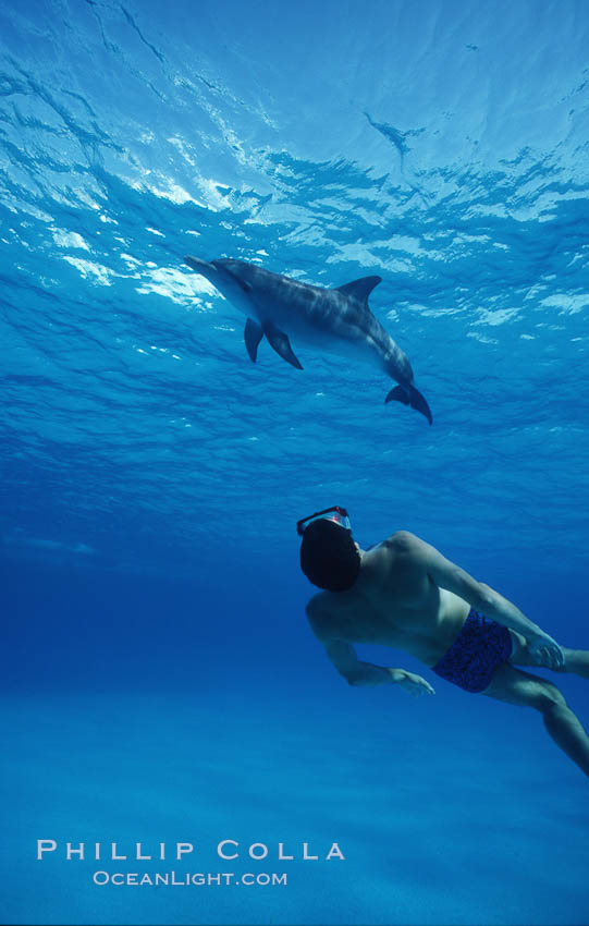 Atlantic spotted dolphin, Olympic swimmer Matt Biondi. Bahamas, Stenella frontalis, natural history stock photograph, photo id 00666