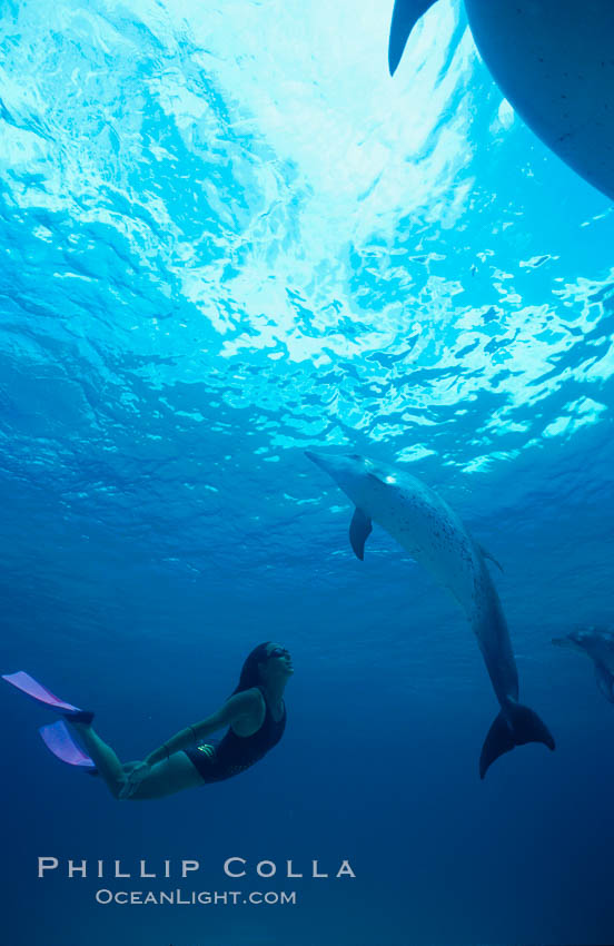 Atlantic spotted dolphin, Olympic swimmer Mikako Kotani. Bahamas, Stenella frontalis, natural history stock photograph, photo id 00670