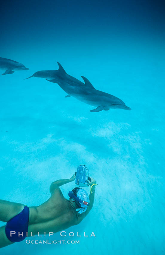 Atlantic spotted dolphin, videographer Harrison Stubbs, Ph.D. Bahamas, Stenella frontalis, natural history stock photograph, photo id 01146