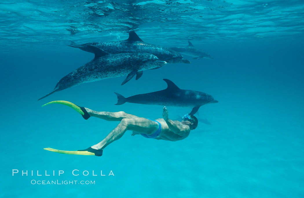 Atlantic spotted dolphin, Albert Stevens. Bahamas, Stenella frontalis, natural history stock photograph, photo id 00012