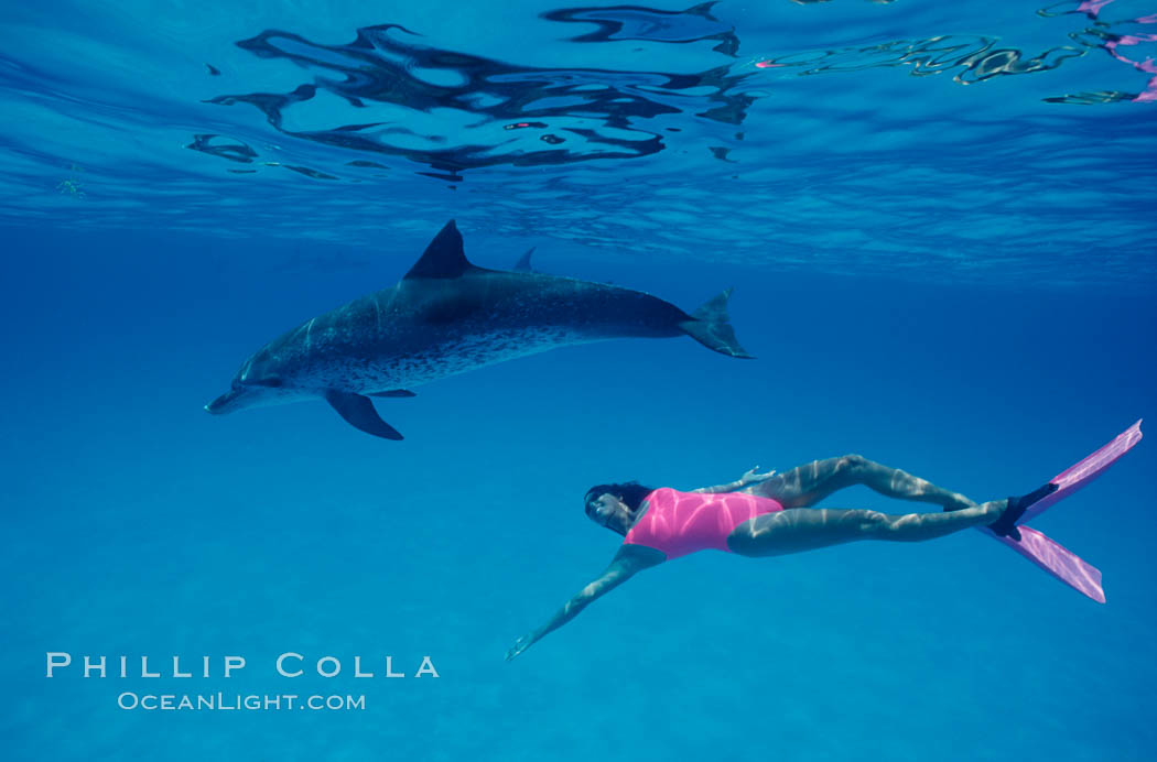 Atlantic spotted dolphin, Olympic swimmer Mikako Kotani. Bahamas, Stenella frontalis, natural history stock photograph, photo id 00647