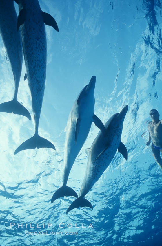 Atlantic spotted dolphin, Japanese triathlete Takashima. Bahamas, Stenella frontalis, natural history stock photograph, photo id 00687