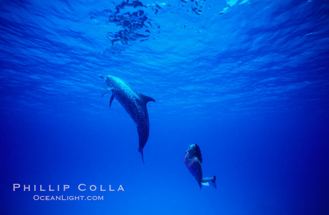 Atlantic spotted dolphin, Olympic swimmer Mikako Kotani. Bahamas, Stenella frontalis, natural history stock photograph, photo id 01147
