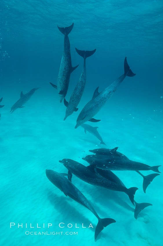 Atlantic spotted dolphin. Bahamas, Stenella frontalis, natural history stock photograph, photo id 00005