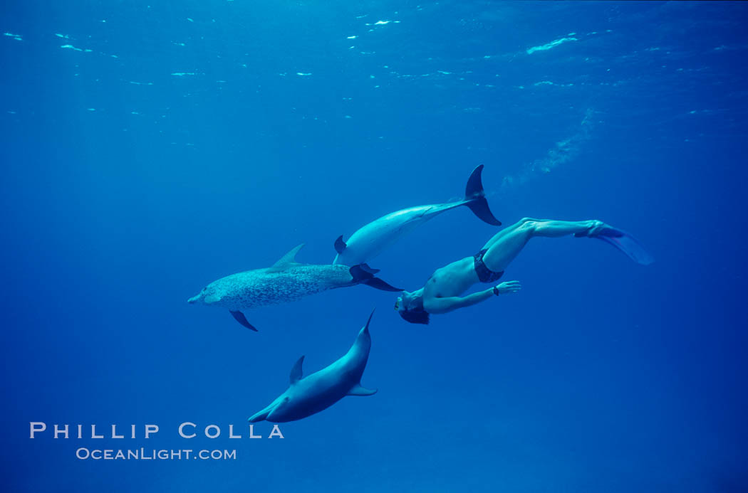 Atlantic spotted dolphin, swimmer Craig Marble. Bahamas, Stenella frontalis, natural history stock photograph, photo id 00673