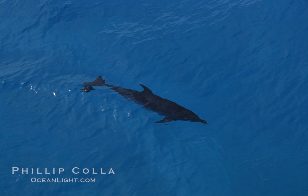 Atlantic spotted dolphin. Bahamas, Stenella frontalis, natural history stock photograph, photo id 00685