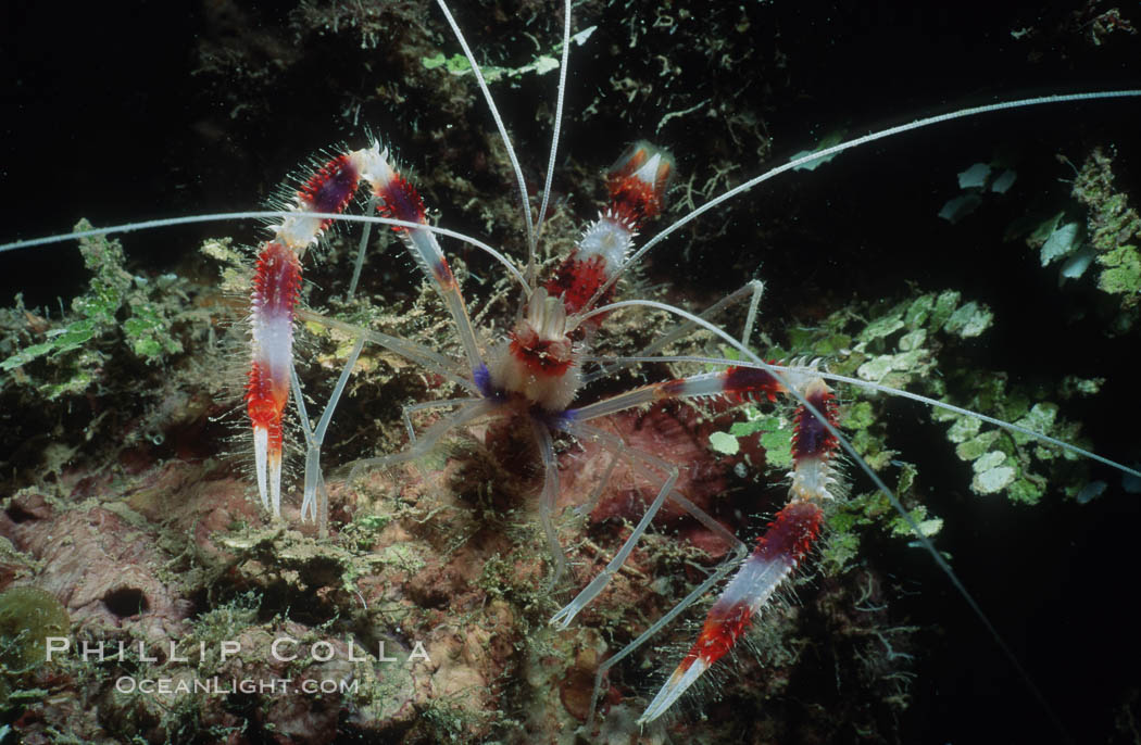 Banded coral shrimp. Roatan, Honduras, Stenopus hispidus, natural history stock photograph, photo id 05392